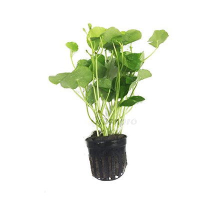Brazilian Pennywort | Hydrocotyle Leucocephala Potted Live Aquarium Plants for Freshwater Fish Tank