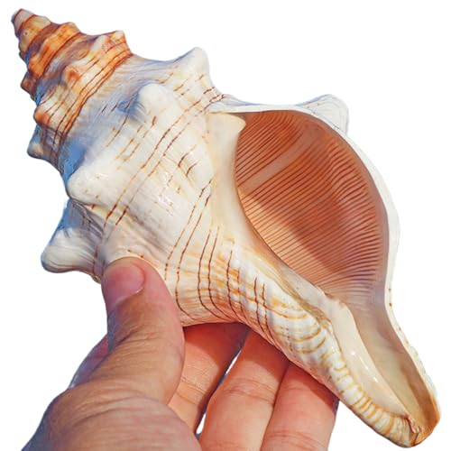 2PCS Conch Shells Large Natural Seashells | for Fish Tank, Beach Theme Party, Wedding Decor & Home Decoration | Coastal Decor for Aquarium, Crafting, Nautical Accents