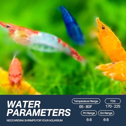 Mix Neocaridina Shrimps for Freshwater Aquariums (Pack of 10) - color: Mix, size: 10