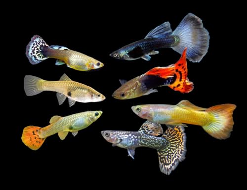 Swimming Creatures™ 15 Assorted Male & Female Guppy Live Tropical Freshwater Aquarium Fish
