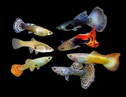 Swimming Creatures™ 15 Assorted Male & Female Guppy Live Tropical Freshwater Aquarium Fish
