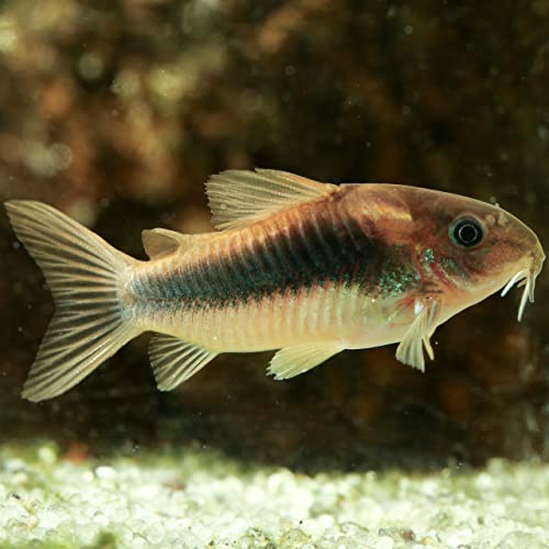 Neat&Tidy Bronze Aeneus Cory Catfish (6 Pack) Live Fish for Aquarium Exotic Freshwater Live Fish