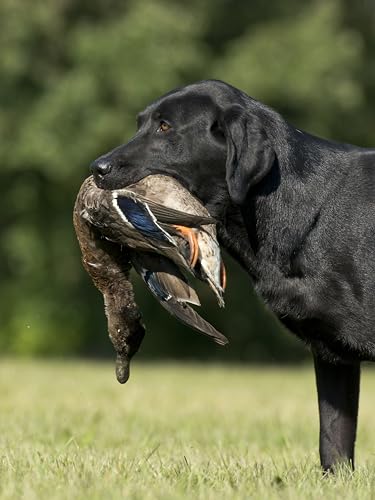 Ultimate Greenwing Teal Dog Training Dummy w/Rope – Retriever Bumper for Fetch, Scent & Blind Drills, Green-Winged Teal Duck
