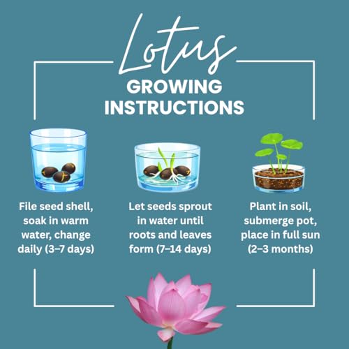 Lotus Seeds for Planting – 30 Pack Water Lotus Flower Seeds, Grow in Bowl, Koi Pond or Container, Easy Aquatic Bonsai Plants, Fast Germination Water Garden Flowers, Beginner Friendly