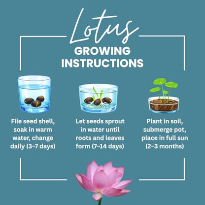 Sacred Lotus Seeds for Planting – 15 Pack Nelumbo Nucifera Aquatic Flower Seeds, Water Garden Plants, Grow in Bowl or Pond, Easy Germination Bonsai Lotus, Indoor Outdoor Container Gardening