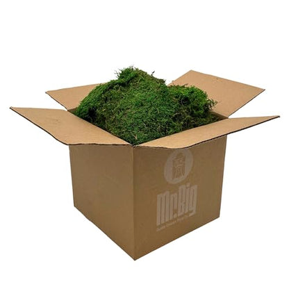 Preserved Sheet Moss - Natural Decorative Moss - Dried Moss for Crafts, Home Decor, Art, Design & DIY Projects - Non-Toxic - Green - Standard Box - Covers 5-7 sq. ft.