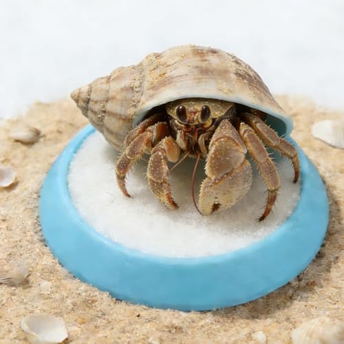 6 Pcs Cricket Water Bowl Plastic Feeding Dish with 6 Pcs Sponge for Hermit Crab Cricket Scorpion Ant Isopod Invertebrate (Blue)