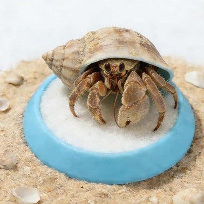 6 Pcs Cricket Water Bowl Plastic Feeding Dish with 6 Pcs Sponge for Hermit Crab Cricket Scorpion Ant Isopod Invertebrate (Blue)