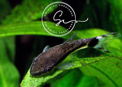 Swimming Creatures 3 Otocinclus Catfish (Otocinclus macrospilus) 2-3cm Freshwater Aquarium Catfish