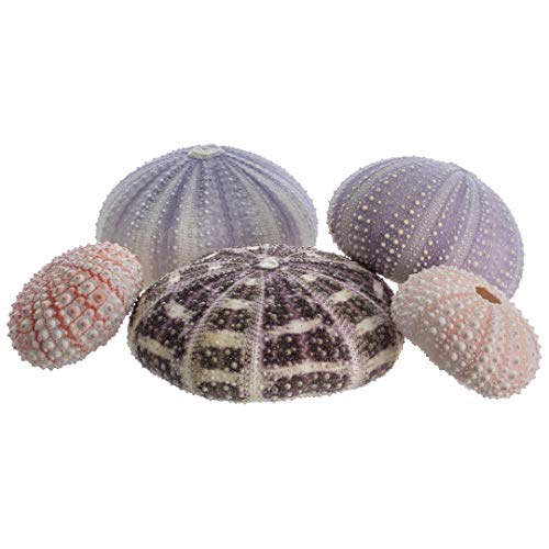 Nautical Crush Trading Sea Urchins Shells for Air Plants - 5 Assorted Coastal Sea Urchin Shells - Hanging Air Plant Holder - Air Plants Live Holders - Air Plant Pot - No Plants Included