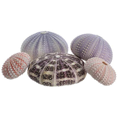 Nautical Crush Trading Sea Urchins Shells for Air Plants - 5 Assorted Coastal Sea Urchin Shells - Hanging Air Plant Holder - Air Plants Live Holders - Air Plant Pot - No Plants Included