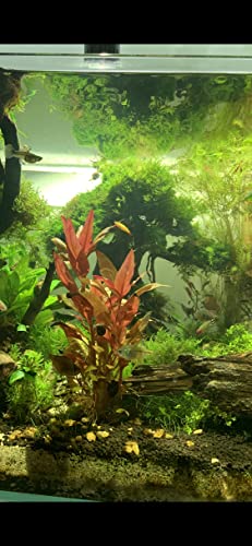 3X Java Moss Taxiphyllum Barbieri - Live Aquarium Plants Moss Aquatic Plants Vesicularia Dubyana