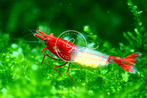 Swimming Creatures™ Premium Neocaridina Shrimp – Freshwater Aquarium Shrimp (10, Premium RED Rili) - color: PREMIUM RED RILI