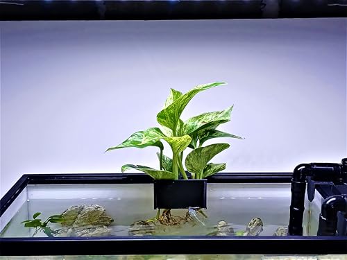 Aquarium Plant Holder for Rimmed and Rimless Tanks, PLA+ Plastic, Fish-Safe, Accessory