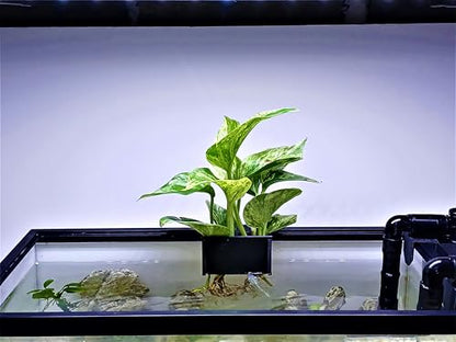 Aquarium Plant Holder for Rimmed and Rimless Tanks, PLA+ Plastic, Fish-Safe, Accessory