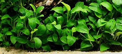Anubias Barteri Pot Broad Leaf Anubias Easy Live Aquarium Plants Aquatic Plants Buy 2 G1F