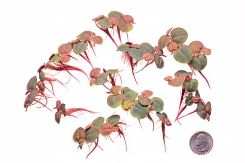 Live Red Root Floater Aquarium Plant (80+ Leaves) Floating Freshwater Plant for Shrimp Tank Betta Tank Low Light Aquariums