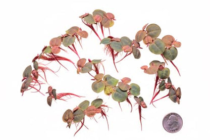 Live Red Root Floater Aquarium Plant (80+ Leaves) Floating Freshwater Plant for Shrimp Tank Betta Tank Low Light Aquariums