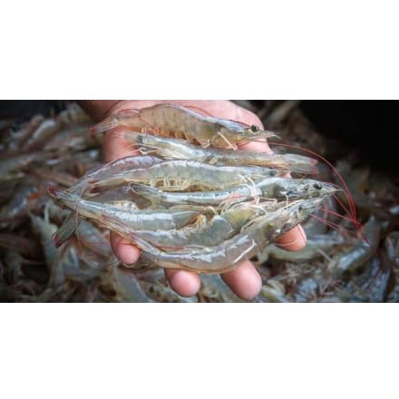 Baitfish Enhancement and Keeping Formula Additive for Minnow Buckets, Livewells and Bait Tanks. Keeps Holding Fish Alive Longer, Healthier, and Improves Performance Levels.