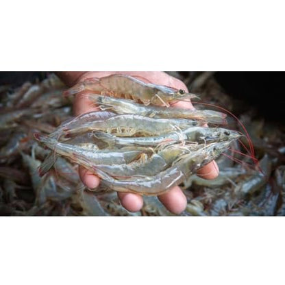Baitfish Enhancement and Keeping Formula Additive for Minnow Buckets, Livewells and Bait Tanks. Keeps Holding Fish Alive Longer, Healthier, and Improves Performance Levels.