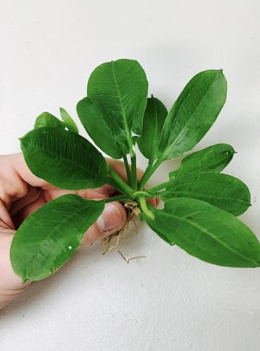 Rosette Sword Echinodorus Parviflorus Live Aquarium Plants Rooted Bundle for Fish Tank Buy 2 Get 1