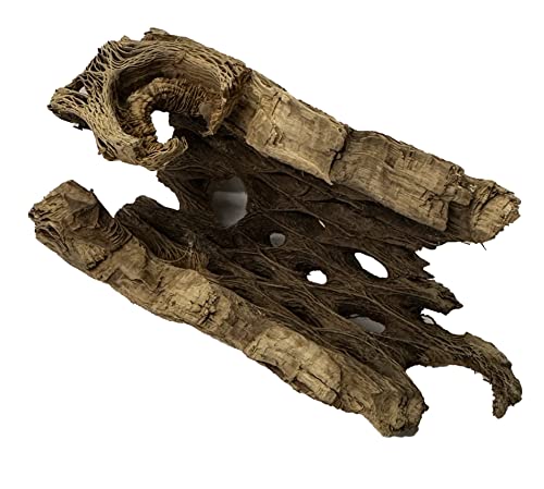 Natural Cholla Wood Chunk Air Plant Display Holders Individually Unique Decorative Stands Holder (Cholla Chunk)