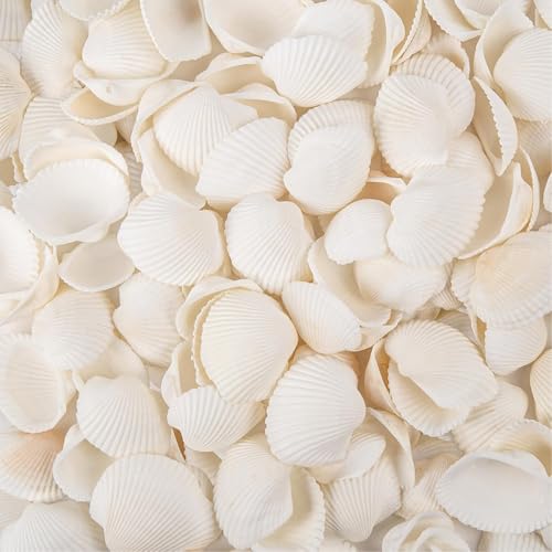 130-140Pcs Bulk Natural Small Seashell - 0.8-1.2 inches White Seashell Small Sea Shells Clams for Home Decor, DIY Crafts, Jewelry/Bracelet Making, Beach Theme Party, Fish Tank Vase Filler - size: 0.8-1.2inches