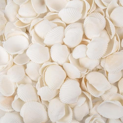 130-140Pcs Bulk Natural Small Seashell - 0.8-1.2 inches White Seashell Small Sea Shells Clams for Home Decor, DIY Crafts, Jewelry/Bracelet Making, Beach Theme Party, Fish Tank Vase Filler - size: 0.8-1.2inches