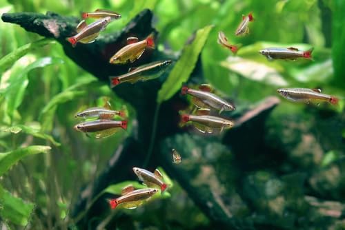 Swimming Creatures™ 5 White Cloud Minnow (Tanichthys albonubes) Live Tropical Freshwater Aquarium Fish (Size Approx: 1")