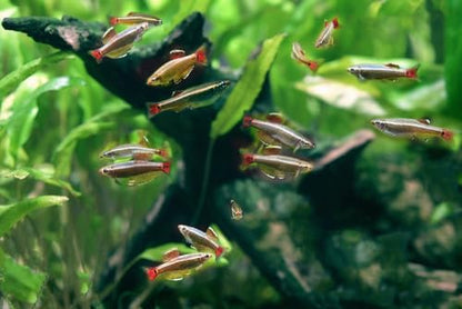 Swimming Creatures™ 5 White Cloud Minnow (Tanichthys albonubes) Live Tropical Freshwater Aquarium Fish (Size Approx: 1")