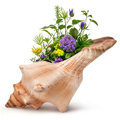 Giant Natural Conch Shell, Striped Fox Conch Seashell 6-7 inches, Large Sea Shell for Vase Filler, Air Plants, Wedding Decor Beach Theme Party