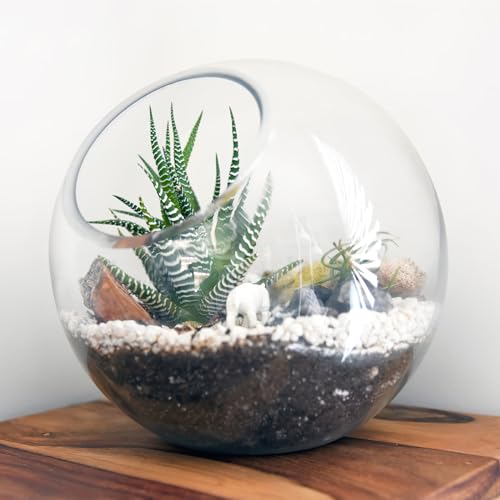 balacoo 3 Pcs Glass Terrariums Bowl for Plants, Terrarium Jar for Air Plant Clear Globe Vase Glass Bowl for Home Desktop Decor | Modern slant-cut design adds elegance to home or office. Transparent glass displays succulents and moss for a stunning view.