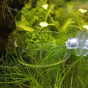 Aquarium Glass Feeder Shrimp Feeding Dish Round Clear Fish Tank Food Tray Container Prevent Food Spilling with Suction Cup, 65mm - size: 65mm