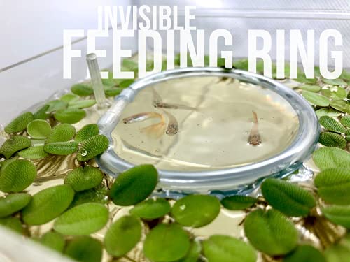 20+ Leaves Amazon Frogbit (+Free Bonus Plant +Invisible Feeding Ring) Live Floating Plant for Aquarium (Limnobium Laevigatum) by Aquarigram - size: Plants + Invisible Feeding Ring (see video)