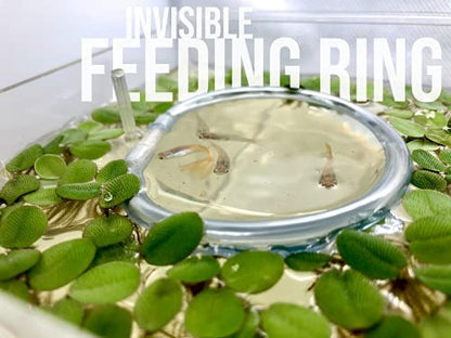 20+ Leaves Amazon Frogbit (+Free Bonus Plant +Invisible Feeding Ring) Live Floating Plant for Aquarium (Limnobium Laevigatum) by Aquarigram - size: Plants + Invisible Feeding Ring (see video)