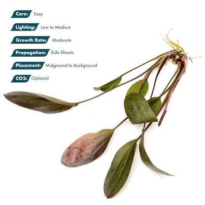 Live Plant - Echinodorus 'Ozelot' - Easy Care, Low to Medium Light, Reddish-Brown with Dark Spots Accent, Freshwater Rosette Aquatic Plant - Loose/Bare Root