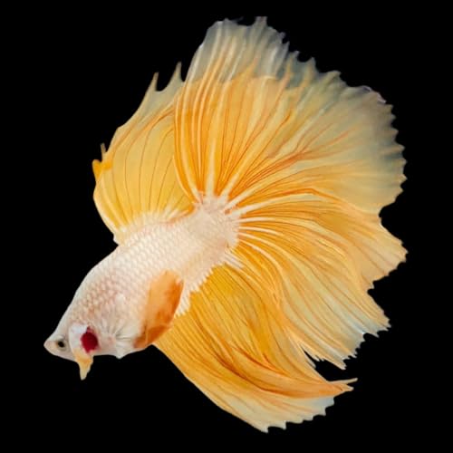 Yellow Dragon Halfmoon Male Betta Fish, 1 Count, Live Fish for Aquarium, Exotic Freshwater Live Fish