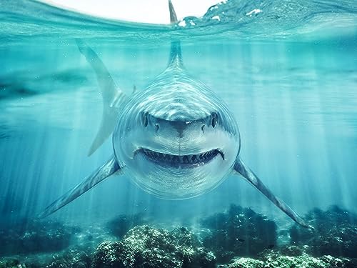 BELECO 7x5ft Fabric Shark Under The Sea Backdrop Underwater World Ocean Aquarium Background Shark Theme Party Decorations Banner Birthday Photoshoot Studio Props - size: 7x5FT