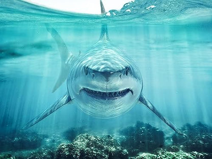 BELECO 7x5ft Fabric Shark Under The Sea Backdrop Underwater World Ocean Aquarium Background Shark Theme Party Decorations Banner Birthday Photoshoot Studio Props - size: 7x5FT