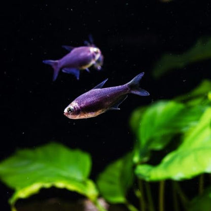 Aquarium Background Sticker Fish Tank Backdrop PVC Self-Adhesive Wallpaper Roll 45cm High 10m Length Underwater Scenery Decoration for Home Aquariums