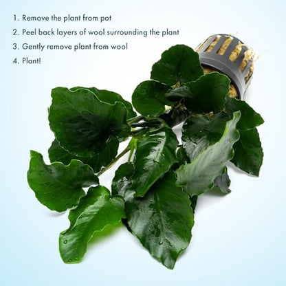 Live Jungle Plants - Anubias Emerald Bloom (Anubias barteri) - Compact Epiphytic Rhizome Plant for Midground Freshwater Aquascapes, Emerald Green Accent - Pot