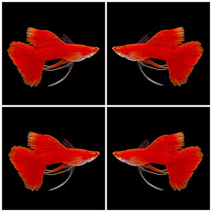 D&A Tropical Live Fish - ABINO Full RED Ribbons Guppy Live Fish, Female and Male Guppies for Aquariums, Freshwater (1 Trio (1Male,2Female))
