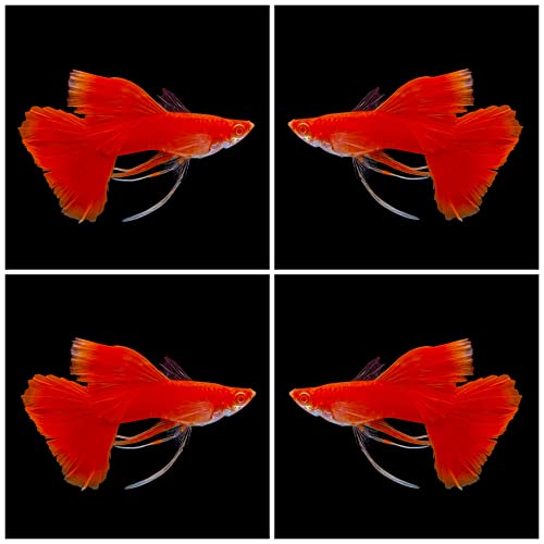 D&A Tropical Live Fish - ABINO Full RED Ribbons Guppy Live Fish, Female and Male Guppies for Aquariums, Freshwater (1 Trio (1Male,2Female))