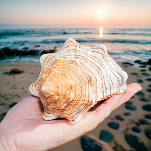 2PCS Conch Shells Large Natural Seashells | for Fish Tank, Beach Theme Party, Wedding Decor & Home Decoration | Coastal Decor for Aquarium, Crafting, Nautical Accents