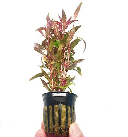 Alternanthera Rosaefolia Potted Background Easy Live Aquarium Plant Decorations BUY2GET1FREE