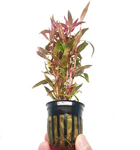Alternanthera Rosaefolia Potted Background Easy Live Aquarium Plant Decorations BUY2GET1FREE