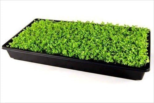 Living Whole Foods 10 Pack of Durable Black Plastic Growing Trays (Without Drain Holes) 21" X 11" X 2" - Flowers, Seedlings, Plants, Wheatgrass, Microgreens & More - size: 10 pack