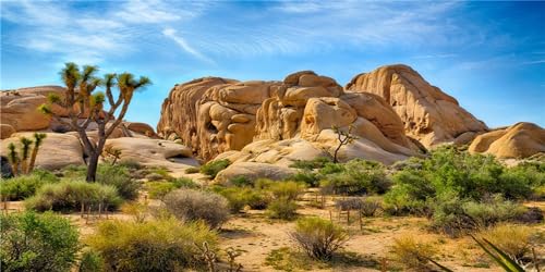 36X14 Inches Bearded Dragon Tank Background Durable Polyester Terrarium Background, Joshua Tree National Park Desert Cactus Sandstone Backdrop for Reptile Habitat Tank