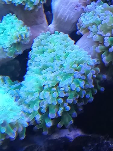 Beginner Hammer Coral- Live Saltwater Aquarium