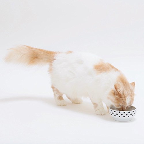 Necoichi Cat Food Bowl & Water Bowl - Shallow Wide Cute Cats Dish - Prevents Neck & Whisker Fatigue - Dishwasher & Microwave Safe - No Spill Ceramic Cat Bowl for Indoor Cats & Kittens (Dots Style) - color: Dots